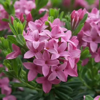 Волчеягодник КОЛЛИНА ГАРАЛЕНС в Минске