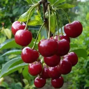 Дюк ФАКЕЛ в Минске