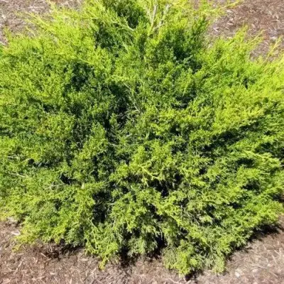 Можжевельник ИЗАБЕЛИН китайский в Минске