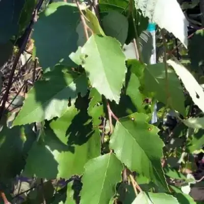 Береза САММЕР КАСКАД черная в Минске