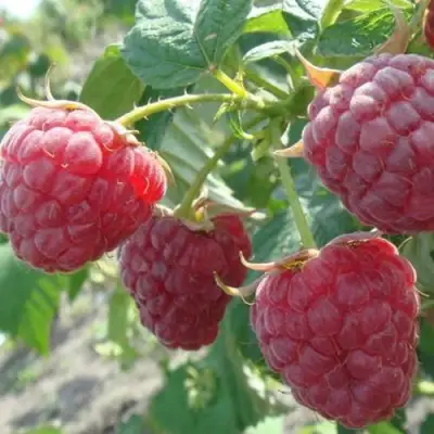 Малина БРУСИЛОВСКАЯ в Минске