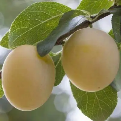 Слива УТРО в Минске