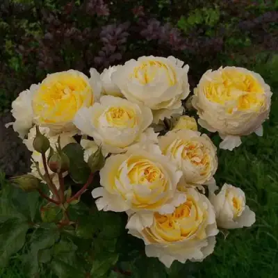 Роза БЕАТРИС английская в Минске