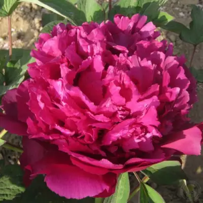 Пион ТАЙНАЯ СТРАСТЬ древовидный в Минске