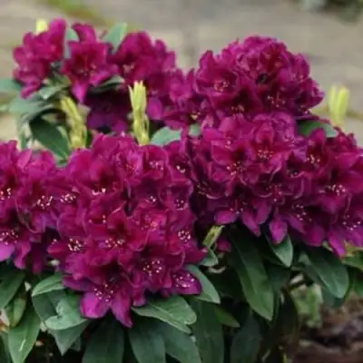 Рододендрон КАЛИ в Минске