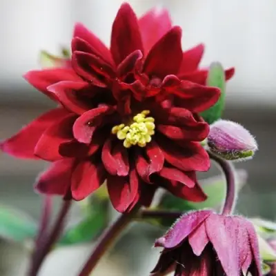 Аквилегия РУБИ ПОРТ обыкновенная в Минске