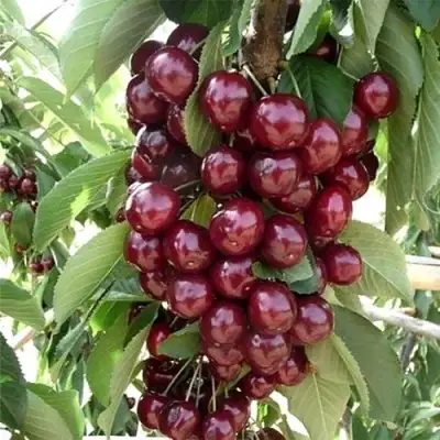 Черешня СИЛЬВИЯ колоновидная в Минске