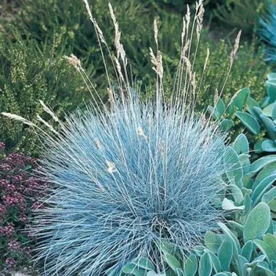 Овсяница АЙСФОГЕЛЬ сизая в Минске