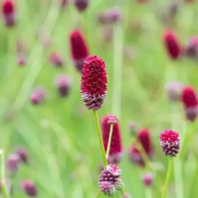 Кровохлебка БИТЛВИНГЗ в Минске