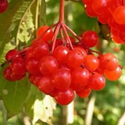 Калина ПАМЯТИ ВАЛЕНТИНЫ в Минске