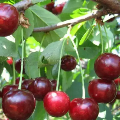 Дюк ИВАНОВНА в Минске