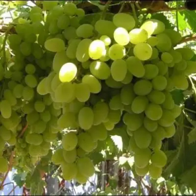 Виноград ИЛЬЯ  в Минске