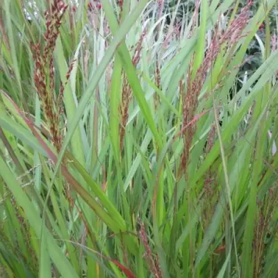 Просо ВЭРРИОР прутьевидное в Минске