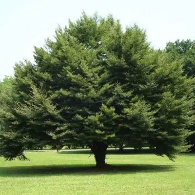 Бук обыкновенный в Минске