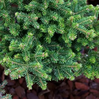 Ель ВИЛС ЦВЕРГ обыкновенная в Минске