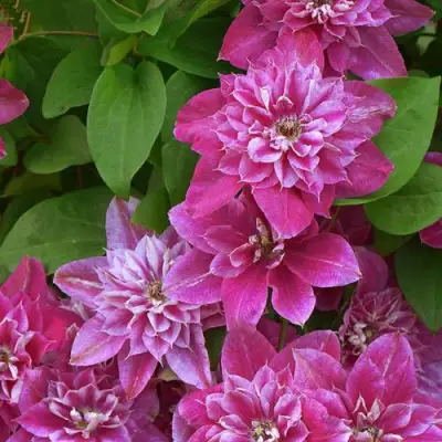 Клематис МАЙ ДАРЛИНГ  в Минске