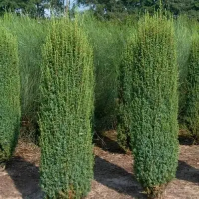 Можжевельник ХИБЕРНИКА обыкновенный  в Минске