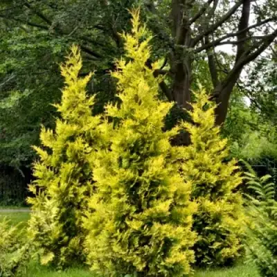Туя ГОЛДЕН БРАБАНТ западная в Минске