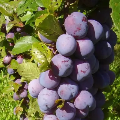 Слива НАГРАДА НЕМАНСКАЯ в Минске