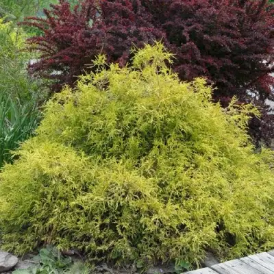 Кипарисовик ГОЛДЕН МОП горохоплодный в Минске