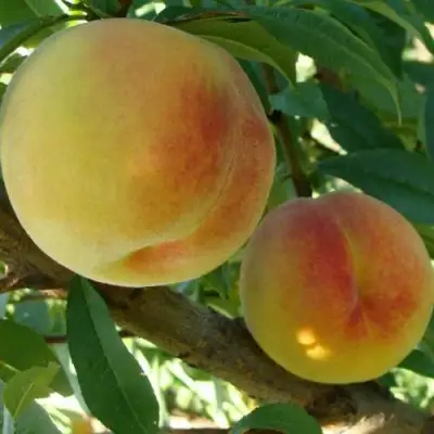 Персик ДОНЕЦКИЙ ЖЕЛТЫЙ в Минске