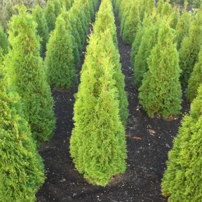 Туя САННИ СМАРАГД западная  в Минске