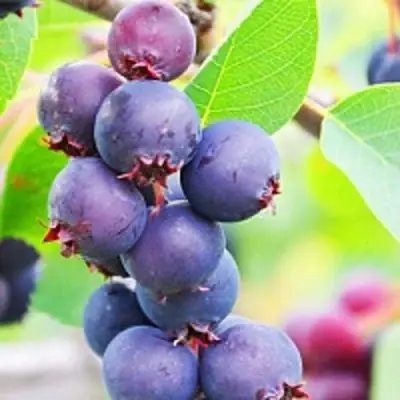 Ирга СМОУКИ в Минске