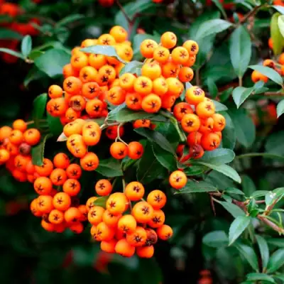 Пираканта ОРАНЖ ГЛОУ в Минске