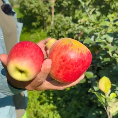 Яблоня БЛАГАЯ ВЕСТЬ в Минске
