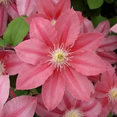 Клематис ЛИТЛ МЕРМЕЙД в Минске