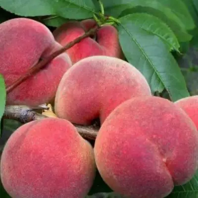 Персик ЮБИЛЕЙ СТОЛИЦЫ колонновидный в Минске