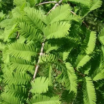 Метасеквойя  ГЛИПТОСТРОБОИДНАЯ  в Минске