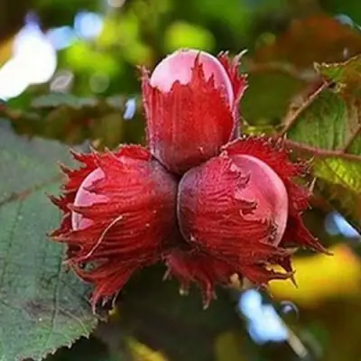 Фундук КРАСНЫЙ ЯНТАРЬ в Минске