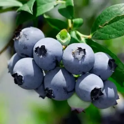 Голубика СИЕРРА в Минске