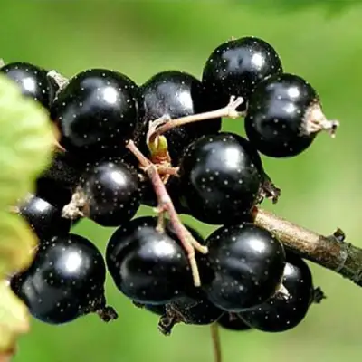 Смородина чёрная ЦЕРЕРА в Минске