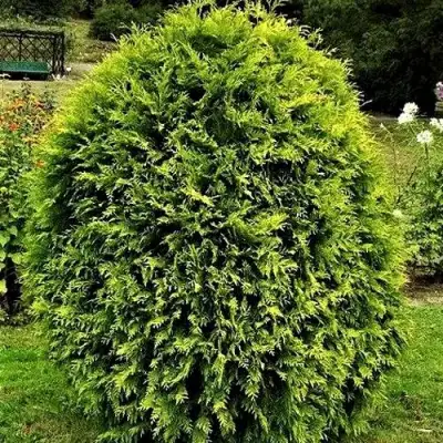 Туя ТИП ТОП западная в Минске