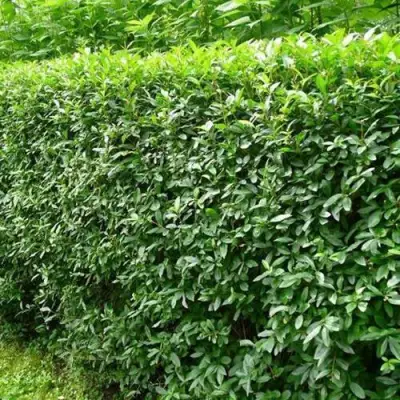 Бирючина обыкновенная в Минске