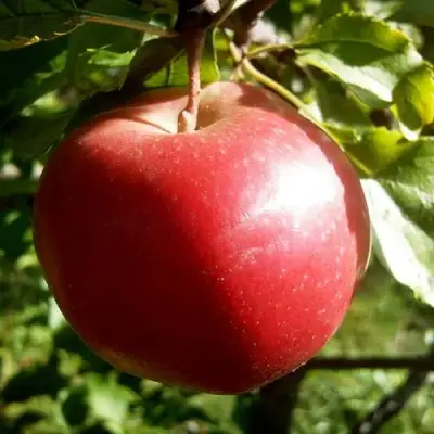 Яблоня НАСТЕНЬКА в Минске