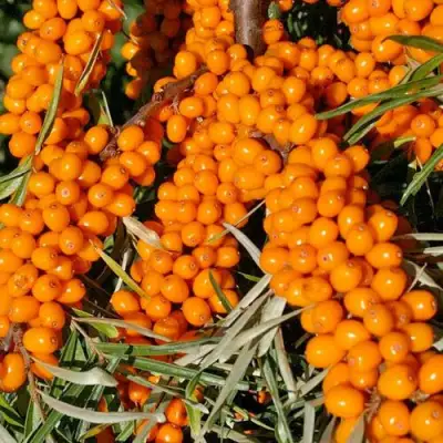 Облепиха ЕЛИЗАВЕТА в Минске