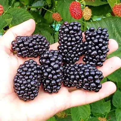 Ежевика ОУАЧИТА бесшипная  в Минске