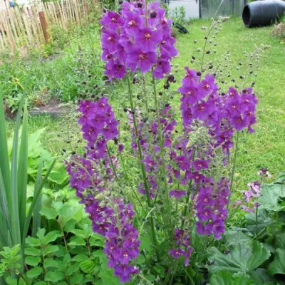 Коровяк ВИОЛЕТТА (вербаскум) в Минске