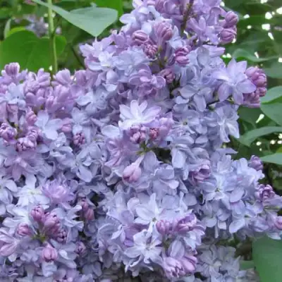 Сирень НЕБО МОСКВЫ в Минске