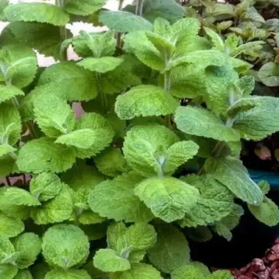 Мята яблочная в Минске