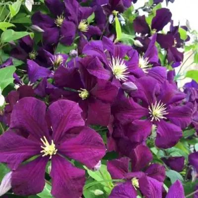 Клематис ПАНТЕР в Минске