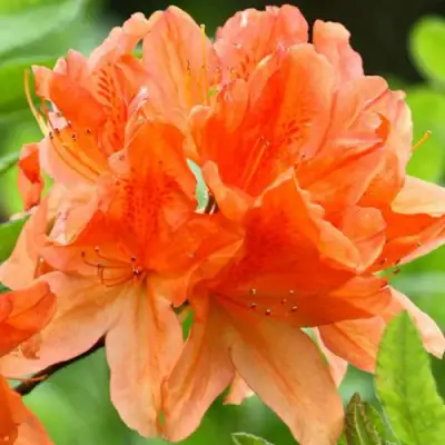 Азалия ГЕЙША ОРАНЖ японская в Минске