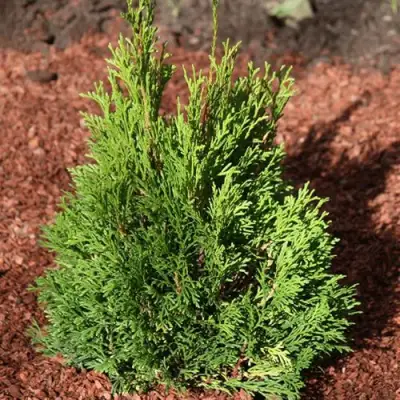 Туя МИКИ западная в Минске