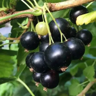 Смородина чёрная ДАБРАДЗЕЯ в Минске