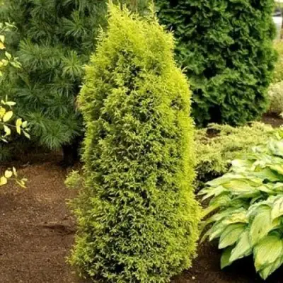 Можжевельник ГОЛД КОН обыкновенный в Минске