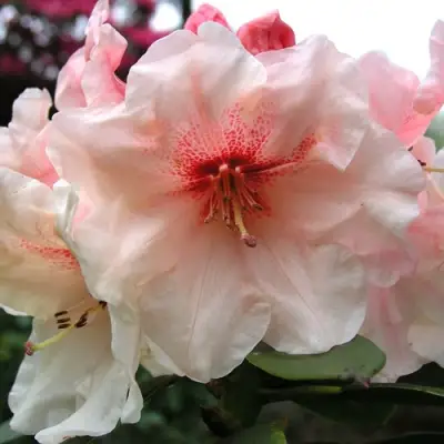 Рододендрон ХАНЯ	 в Минске