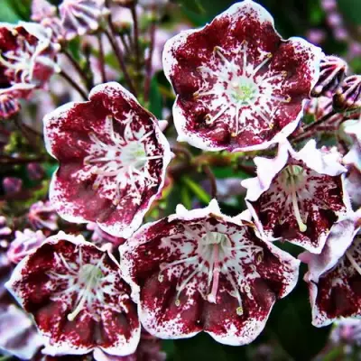 Кальмия БЛЕК ЛЕЙБЛ  в Минске